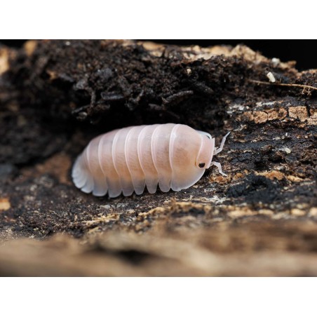 Fiche d'élevage Isopode Cubaris "Sakura" : La Sélection Japonaise