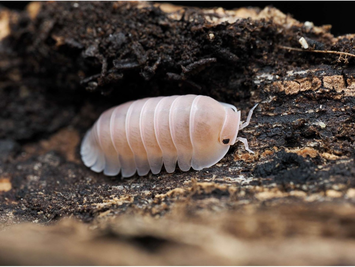 Fiche d'élevage Isopode Cubaris "Sakura" : La Sélection Japonaise
