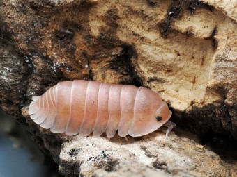 Fiche d'élevage Isopode Cubaris "Sakura" : La Sélection Japonaise