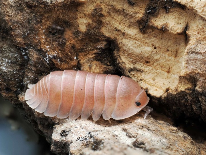 Fiche d'élevage Isopode Cubaris "Sakura" : La Sélection Japonaise