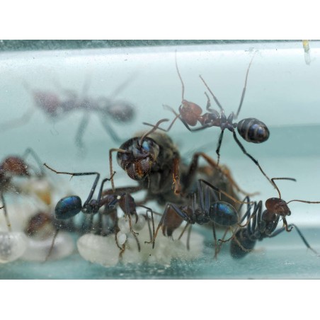 Fiche d'élevage Iridomyrmex purpureus : La Fourmi Viande (Meat Ant)