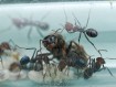 Fiche d'élevage Iridomyrmex purpureus : La Fourmi Viande (Meat Ant)
