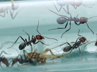 Fiche d'élevage Iridomyrmex purpureus : La Fourmi Viande (Meat Ant)