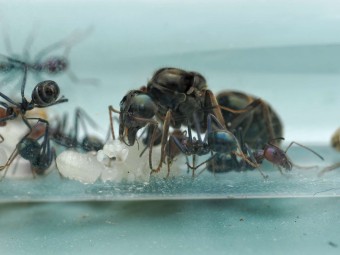 Fiche d'élevage Iridomyrmex purpureus : La Fourmi Viande (Meat Ant)