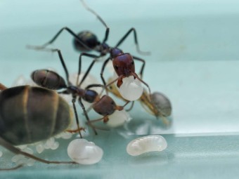 Fiche d'élevage Iridomyrmex purpureus : La Fourmi Viande (Meat Ant)
