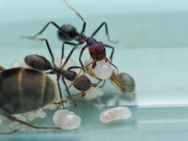 Fiche d'élevage Iridomyrmex purpureus : La Fourmi Viande (Meat Ant)