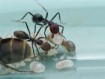 Fiche d'élevage Iridomyrmex purpureus : La Fourmi Viande (Meat Ant)
