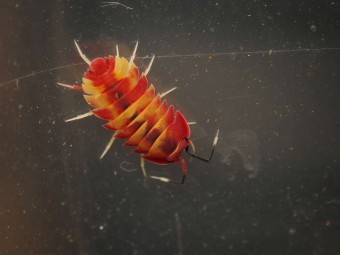 Fiche d'élevage Ardentiella sp. "Scarlet" : Le Joyau Rouge 🔴