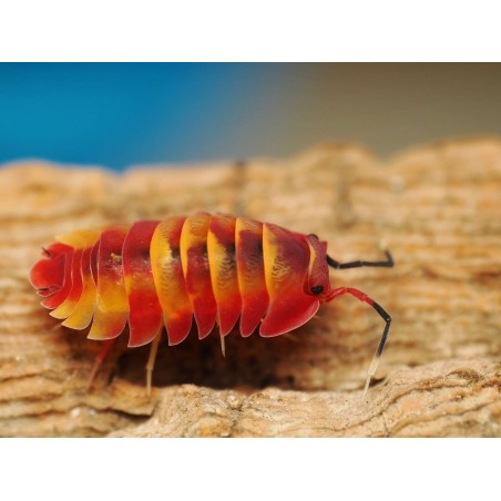 Fiche d'élevage Ardentiella sp. "Scarlet" : Le Joyau Rouge 🔴