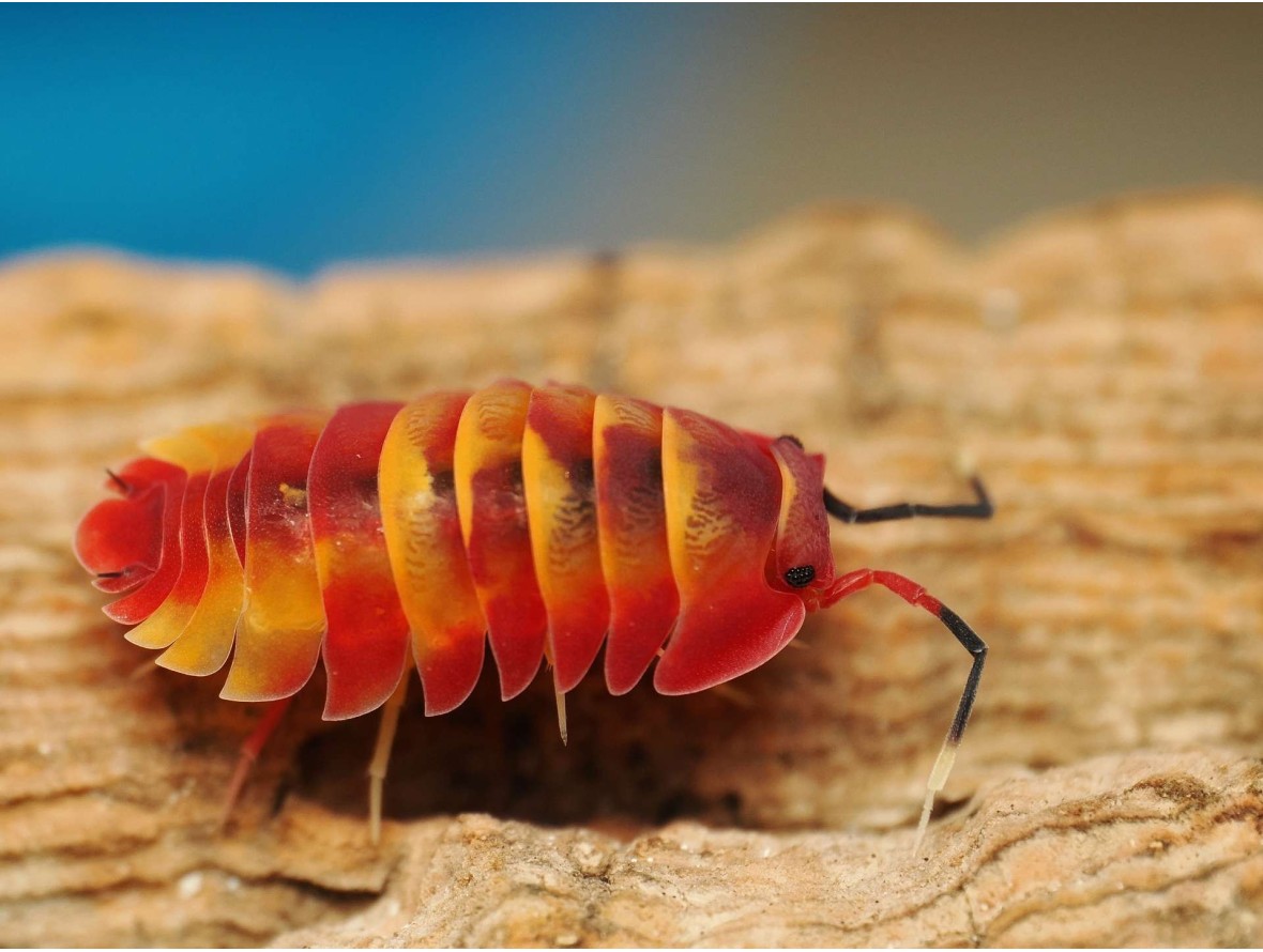 Fiche d'élevage Ardentiella sp. "Scarlet" : Le Joyau Rouge 🔴