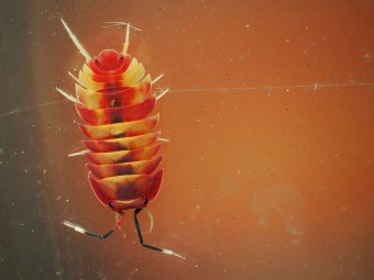 Fiche d'élevage Ardentiella sp. "Scarlet" : Le Joyau Rouge 🔴