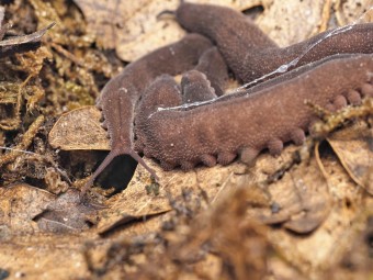 Fiche d'élevage Eoperipatus totoro (40-80 mm) : Le Géant de Velours 🐛