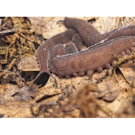 Fiche d'élevage Eoperipatus totoro (40-80 mm) : Le Géant de Velours 🐛