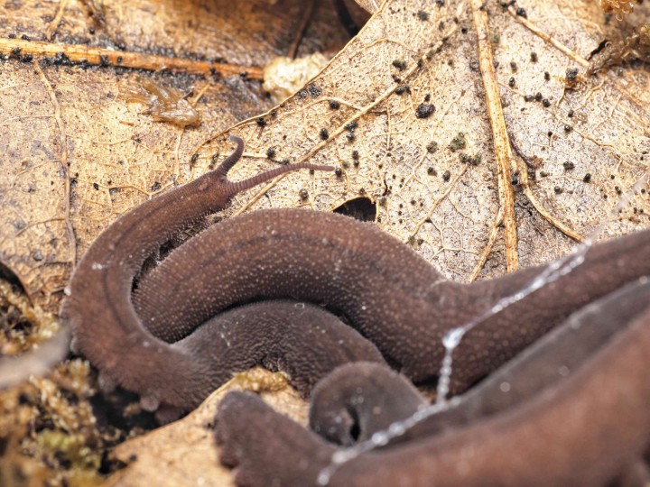 Fiche d'élevage Eoperipatus totoro (40-80 mm) : Le Géant de Velours 🐛