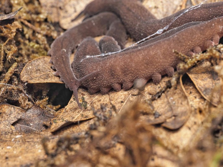 Fiche d'élevage Eoperipatus totoro (40-80 mm) : Le Géant de Velours 🐛