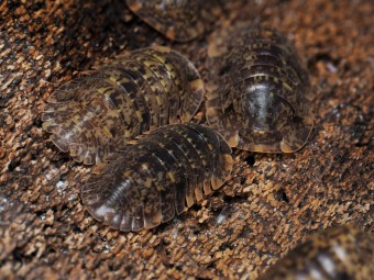 Fiche d'élevage Philippinodillo sp. "Bicolano" : L'Isopode des Philippines