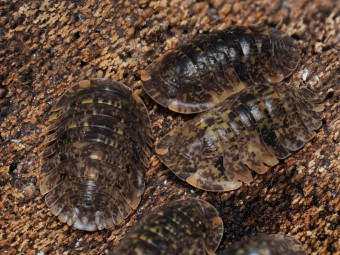 Fiche d'élevage Philippinodillo sp. "Bicolano" : L'Isopode des Philippines