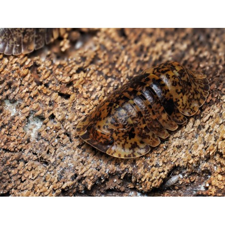 Fiche d'élevage Philippinodillo sp. "Bicolano" : L'Isopode des Philippines