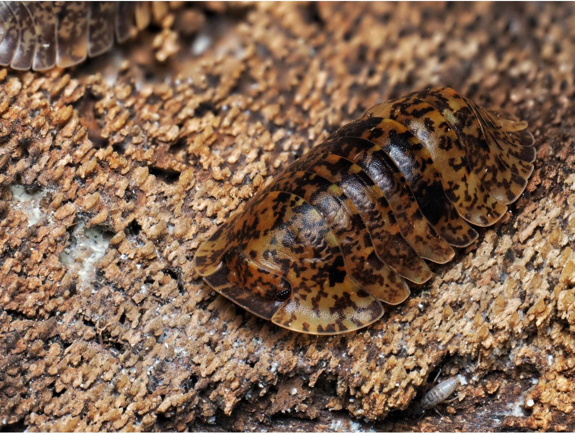 Fiche d'élevage Philippinodillo sp. "Bicolano" : L'Isopode des Philippines