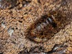 Fiche d'élevage Philippinodillo sp. "Bicolano" : L'Isopode des Philippines
