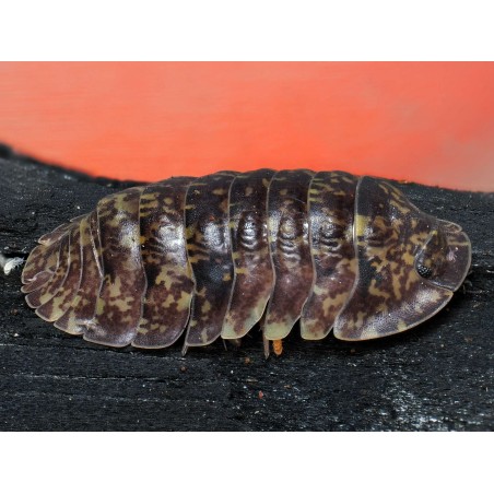 Fiche d'élevage Philippinodillo sp. "R5 Giant" : L'Isopode Géant des Philippines