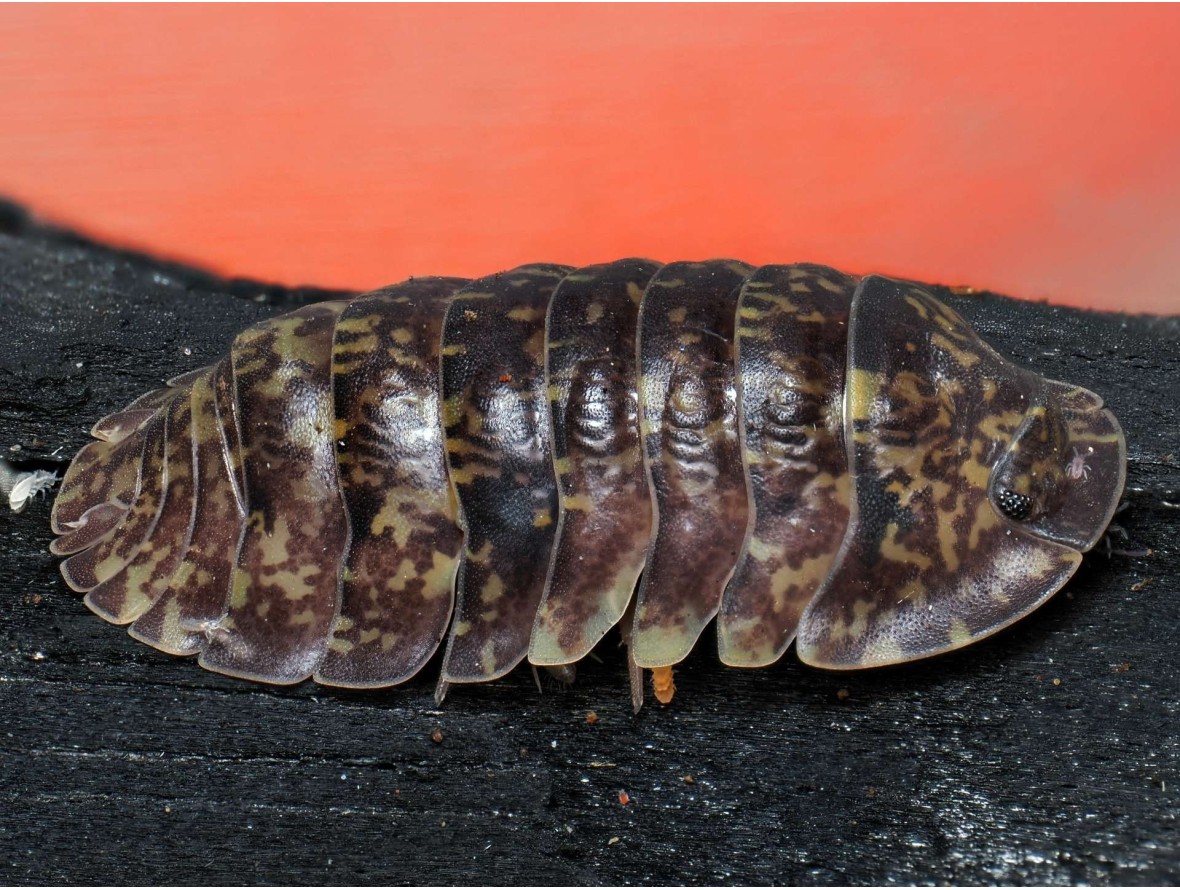 Fiche d'élevage Philippinodillo sp. "R5 Giant" : L'Isopode Géant des Philippines