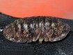 Fiche d'élevage Philippinodillo sp. "R5 Giant" : L'Isopode Géant des Philippines