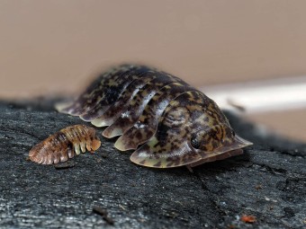 Fiche d'élevage Philippinodillo sp. "R5 Giant" : L'Isopode Géant des Philippines