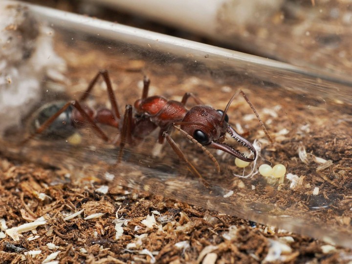 Fiche d'élevage Myrmecia brevinoda : La Fourmi Bouledogue Géante 🇦🇺