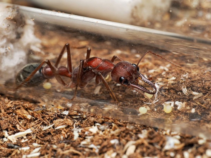 Fiche d'élevage Myrmecia brevinoda : La Fourmi Bouledogue Géante 🇦🇺