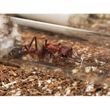 Fiche d'élevage Myrmecia brevinoda : La Fourmi Bouledogue Géante 🇦🇺