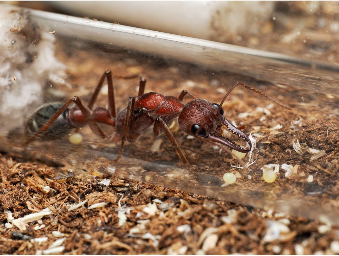 Fiche d'élevage Myrmecia brevinoda : La Fourmi Bouledogue Géante 🇦🇺
