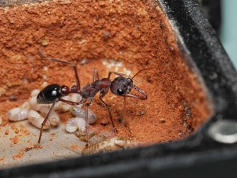 Fiche d'élevage Myrmecia simillima : La Fourmi Bouledogue Rouge