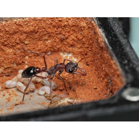 Fiche d'élevage Myrmecia simillima : La Fourmi Bouledogue Rouge