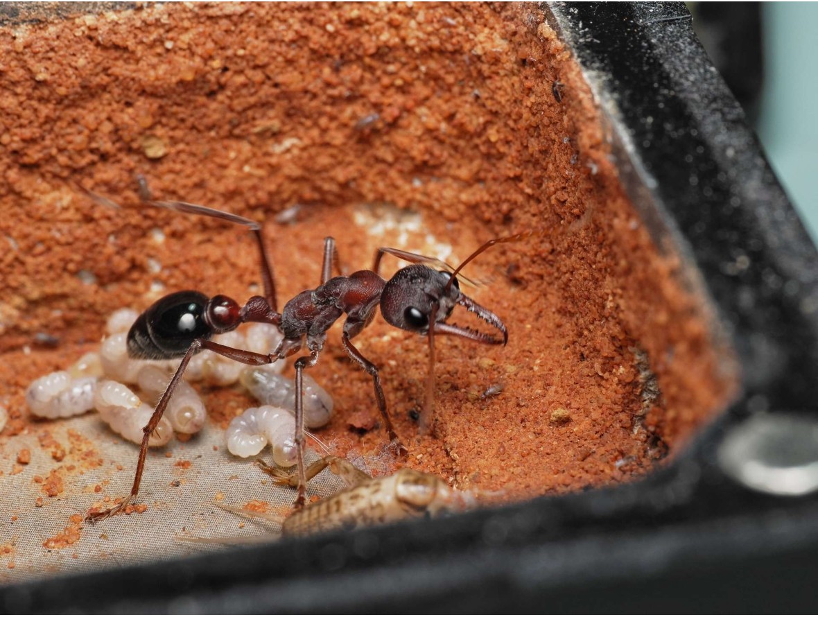 Fiche d'élevage Myrmecia simillima : La Fourmi Bouledogue Rouge