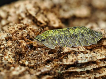 Fiche d'élevage Troglodillo sp. "Green Spot" : Le Dragon Lumineux 🐉