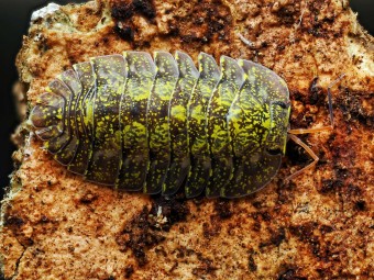 Fiche d'élevage Troglodillo sp. "Green Spot" : Le Dragon Lumineux 🐉