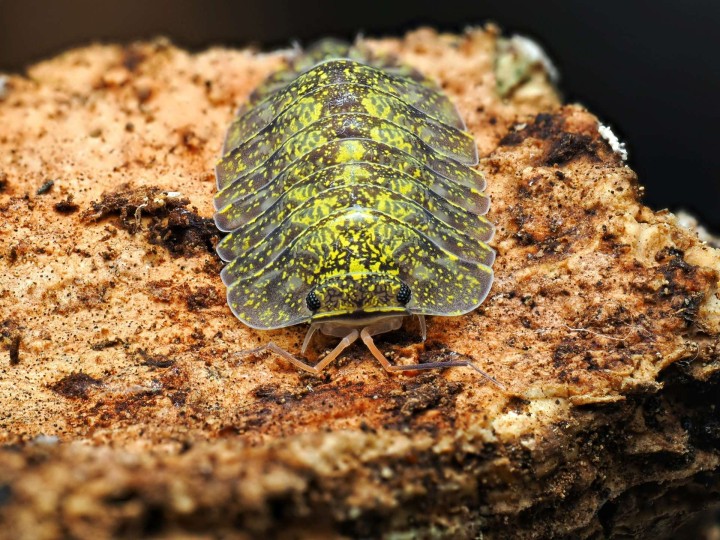 Fiche d'élevage Troglodillo sp. "Green Spot" : Le Dragon Lumineux 🐉