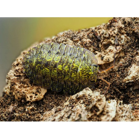 Fiche d'élevage Troglodillo sp. "Green Spot" : Le Dragon Lumineux 🐉