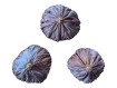 Cosses de Lotus Naturelles : Décor et Abri pour Isopodes 🪷
