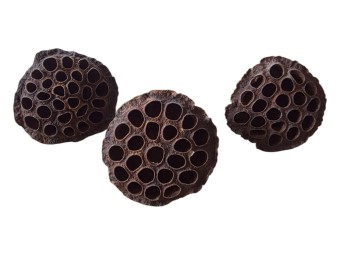 Cosses de lotus substrat naturel insectes terrarium achat