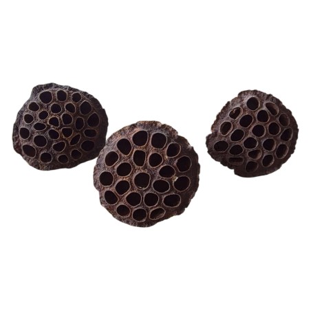Cosses de lotus substrat naturel insectes terrarium achat