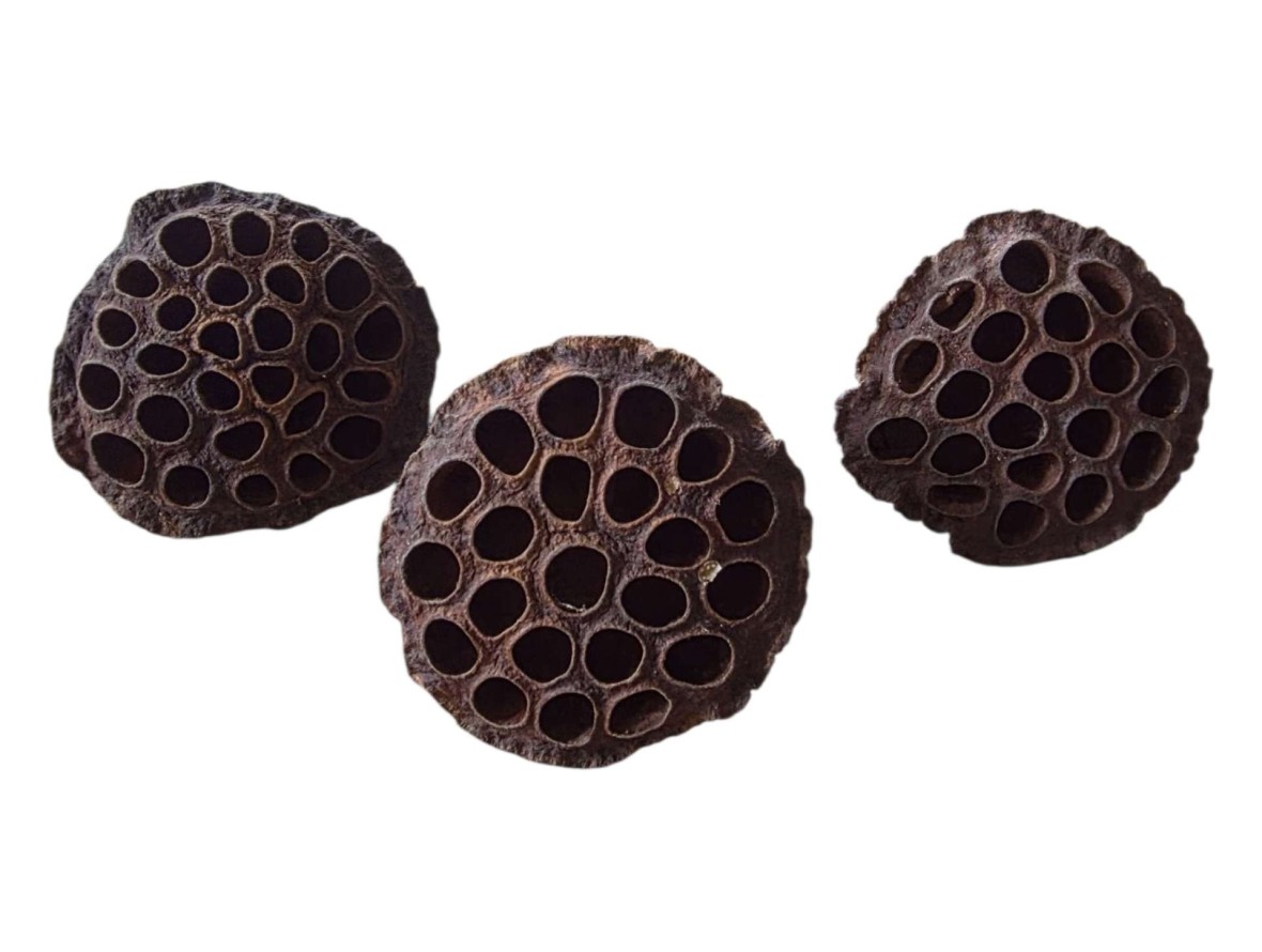 Cosses de lotus substrat naturel insectes terrarium achat