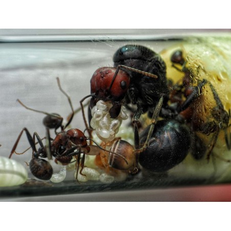 Messor cephalotes vivante - Fourmi moissonneuse géante Afrique achat