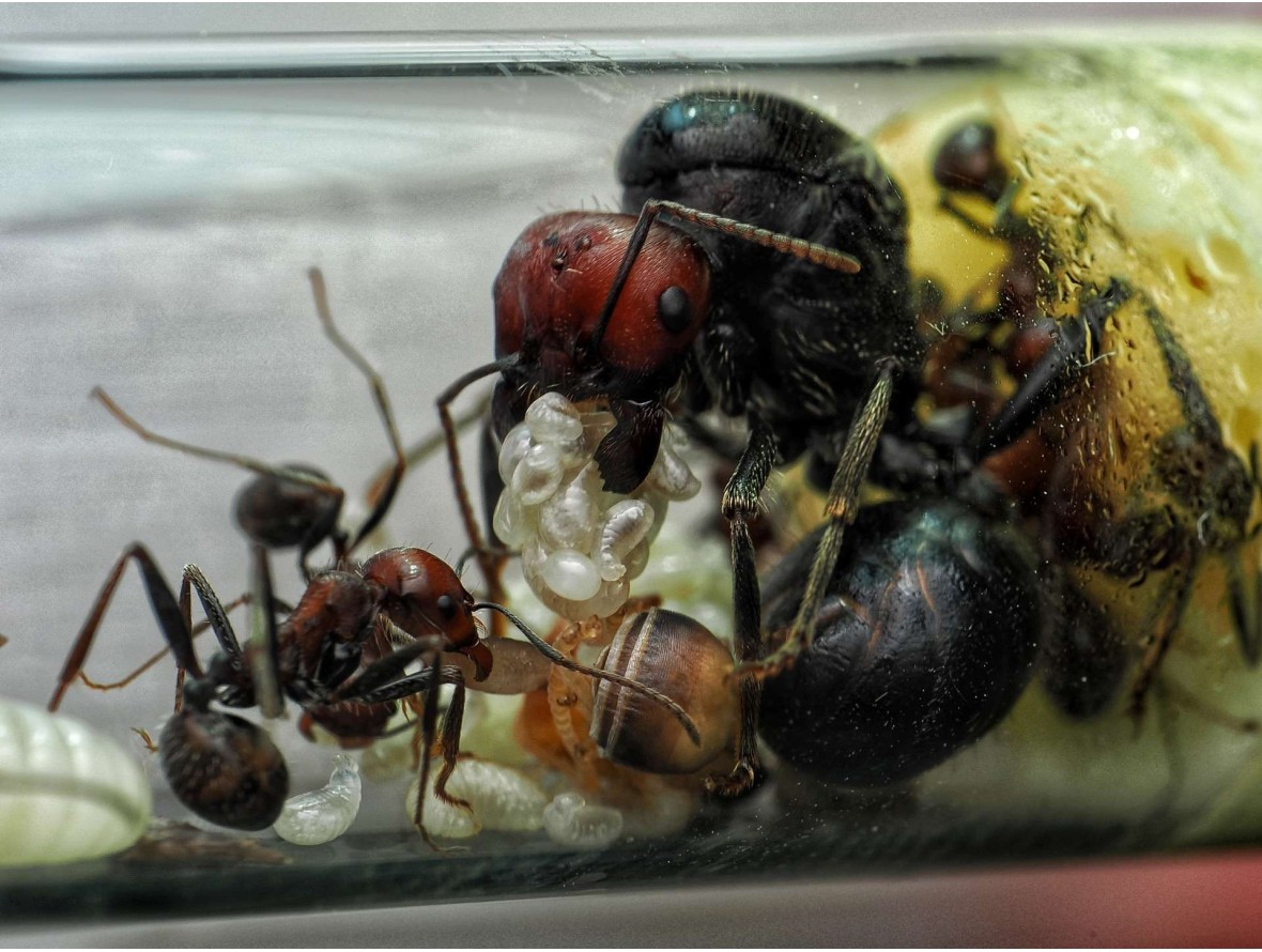 Messor cephalotes vivante - Fourmi moissonneuse géante Afrique achat
