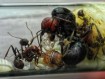 Messor cephalotes vivante - Fourmi moissonneuse géante Afrique achat