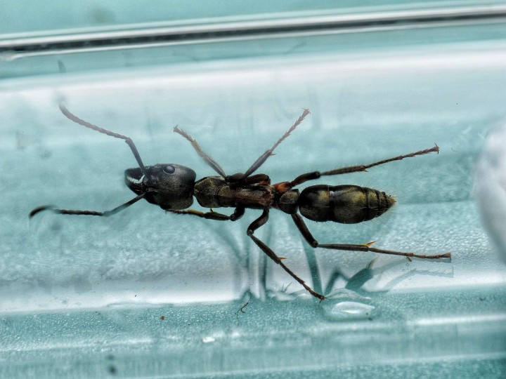 Neoponera villosa : La Fourmi Chasseuse aux Reflets Dorés 🐜- Achat