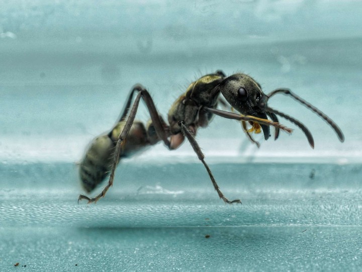 Neoponera villosa : La Fourmi Chasseuse aux Reflets Dorés 🐜- Achat