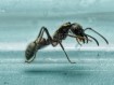 Neoponera villosa : La Fourmi Chasseuse aux Reflets Dorés 🐜- Achat