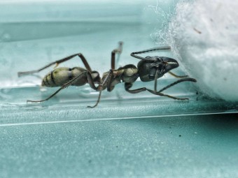 Neoponera villosa : La Fourmi Chasseuse aux Reflets Dorés 🐜- Achat